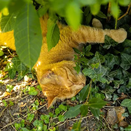 Apartment Riedz Innsbruck- Zentrales Apartmenthaus Mit Gruener Oase *