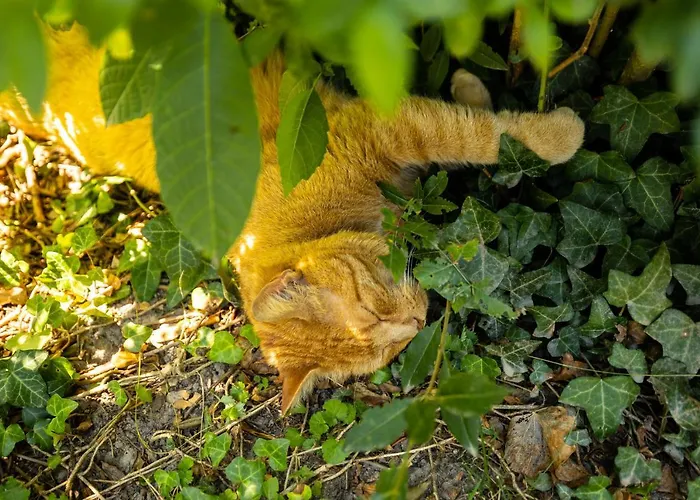 公寓 Riedz Innsbruck- Zentrales Apartmenthaus Mit Gruener Oase *