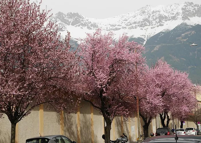 Riedz Innsbruck- Zentrales Apartmenthaus Mit Gruener Oase * 因斯布鲁克